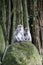 Monkey forest macaque ubud bali