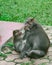 Monkey in forest park in Ubud, Bali Indonesia