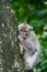 Monkey in forest park in Ubud, Bali Indonesia