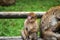 Monkey forest - Sitting next to mother