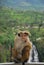 Monkey in front of Devon Falls, Sri Lanka