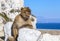 Monkey in Gibraltar, Barbary Ape