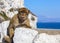 Monkey in Gibraltar, Barbary Ape