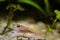 monkey goby (Neogobius fluviatilis) juvenile freshwater fish, caught in Southern Bug river, in nature aquarium