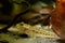 Monkey goby on sand bottom behind oak leaf litter, cute tiny freshwater wild caught in Southern Bug river and domesticated fish