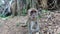 The monkey goes directly to the camera and tries to turn it. She reaches for the camera with her paw. Close up shooting.