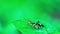 Monkey Grasshopper insect sitting on a green leaf