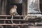 Monkey guards the entrance to Angkor Wat, Cambodia