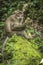 A monkey had leftover corn from the local tourist