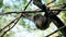 Monkey hanging from tree branches