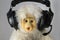 Monkey at headphones