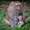 Monkey with her little cute baby.