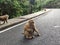 Monkey hill, Phuket, Thailand. Macaque cub eating a bun sitting on the road. Monkey life among people in Asian cities