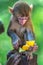 Monkey holding piece of fruit to eat