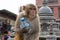 Monkey holding plastic bottle with water