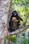 a monkey holds a stuffed toy while sitting in a tree