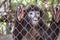 Monkey, independence, disappearance, natural wildlife, want to go home,