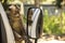 Monkey interesting in mirror