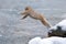 Monkey Japanese macaque, Macaca fuscata, jumping across the river, Hokkaido, Japan. Snowy winter in Asia. Funny nature scene with