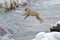 Monkey Japanese macaque, Macaca fuscata, jumping across the river, Hokkaido, Japan. Snowy winter in Asia. Funny nature scene with