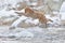 Monkey Japanese macaque, Macaca fuscata, jumping across the river, Japan. Snowy winter in Asia. Funny nature scene with monkey.