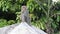 A monkey jumps out from trees to a big stone in natural park.