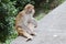 Monkey in Kam Shan Country Park, Kowloon