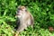 A monkey at Koh Lanta National Park, Krabi