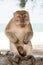 Monkey in Kuantan sand beach background. Monkey cute and fluffy sit in shadow. Monkeys harass residents in Kuantan