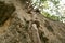 Monkey Ladder lianas in tropical rainforest
