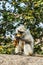 Monkey Langur eats banana