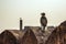 Monkey Langur sits on the edge of the fortress wall