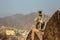 Monkey Langur sits on the edge of the fortress wall