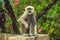 Monkey Langur sits on the fence