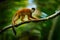 Monkey, long tail in tropic forest. Squirrel monkey, Saimiri oerstedii, sitting on the tree trunk with green leaves, Corcovado NP