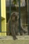 A monkey looking through the cage bars at Sundarban tiger reserve