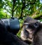 Monkey looks into the lens. The Celebes crested macaque.  Crested black macaque, Sulawesi crested macaque, or the black ape.