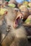 Monkey Macaque Coconut Agape