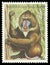 Monkey, Mandrill