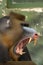 monkey Mandrill