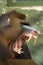 monkey Mandrill