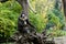 Monkey Mandrill sits on a tree