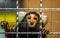 Monkey Marmoset head white in the cage