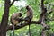 Monkey mating activity in the forest background blur.