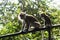Monkey mommy & Baby Thinking on Fence