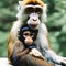 Monkey mother with monkey child, two cute monkeys