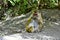 A monkey mother removing fleas from her baby