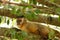 Monkey nail sitting on tree