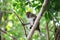 A monkey in natural habitat, playing and moving around, Rawi Island, Satun Province, Thailand