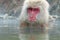 Monkey in a natural onsen (hot spring), located in Snow Monkey, Nagono Japan